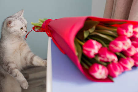 Gray cat and bright bouquet of red tulips on the tableの写真素材