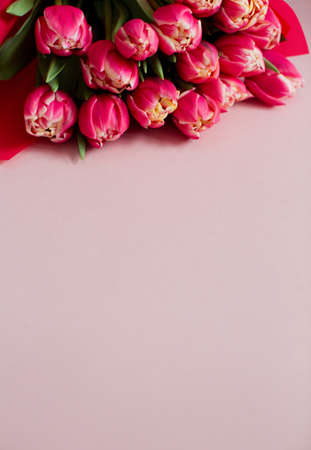 Bright bouquet of red tulips in wrapping paper on pink backgroundの写真素材