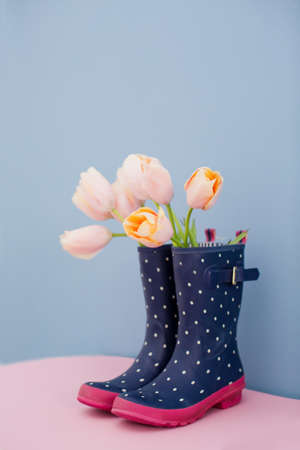 Bouquet of pink tulips in blue rubber boots on a blue backgroundの写真素材