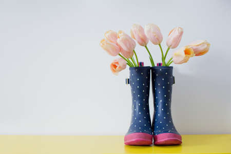 Bouquet of pink tulips in blue rubber boots on a white backgroundの写真素材