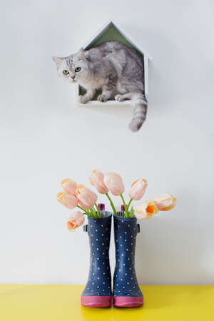 Bouquet of pink tulips in blue rubber boots and gray cat on a white backgroundの写真素材