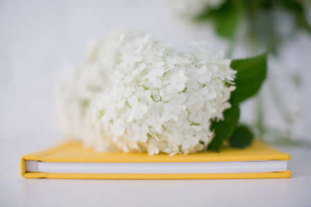 White flower hydrangea lying on the yellow book. Gift on the white background