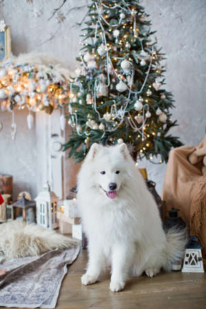 Samoyed dog near Christmas treeの写真素材