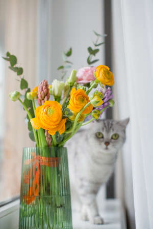 Gray cat is sniffing beautiful bouquet with orange and pink ranunculus flowers, eucalyptus and hyacinth in a green vase on a windowsillの写真素材