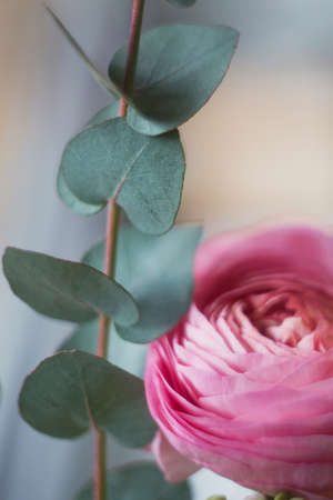Beautiful pink ranunculus or buttercup flower, close up. Ranunculus and eucalyptus leaves