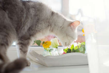 Beautiful colorful flowers in a glass bottles on a vintage wooden tray. Gray cat near flowers at sunlightの写真素材