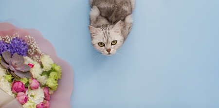 Gray cat with beautiful bouquet on a blue background. Flower delivery conceptの写真素材
