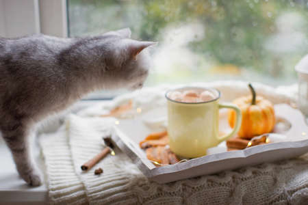 Gray cat and hot chocolate with marshmallows. Cozy autumn, cup on a wooden tray near window with raindrops. Autumn decorations and catの写真素材