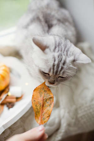 Cute gray cat sniffs autumn leaf on a windowsill. Cat and autumn decorationsの写真素材