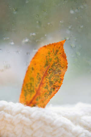 Yellow autumn leaf near window with raindrops. Cozy autumn at home, knit sweater and autumn leafの写真素材