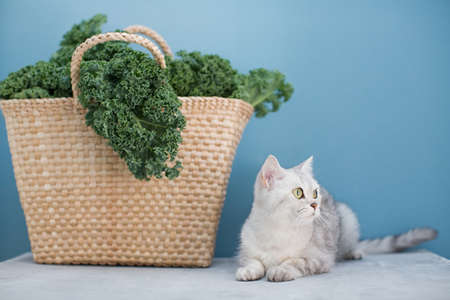 Gray cat and green curly kale salad in straw eco bag on a blue backgroundの写真素材