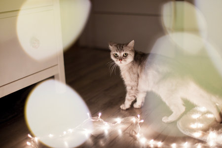 Gray cat with Christmas lights on a light roomの写真素材