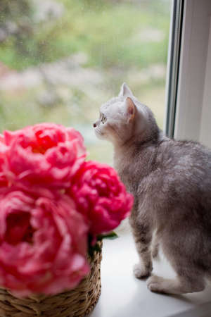 Gray cat lying on a windowsill near bouquet of coral peonies in wicker basketの写真素材
