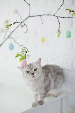 Gray cat playing with small Easter eggs. Easter tree in blue vase with colorful eggs on a white backgroundの写真素材