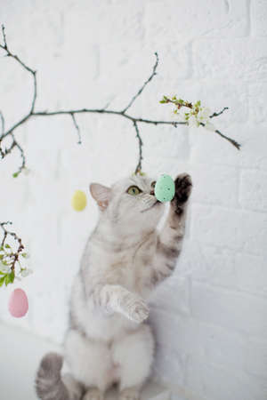 Gray cat playing with small Easter eggs. Easter tree in blue vase with colorful eggs on a white backgroundの写真素材