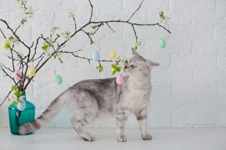 Gray cat playing with small Easter eggs. Easter tree in blue vase with colorful eggs on a white...