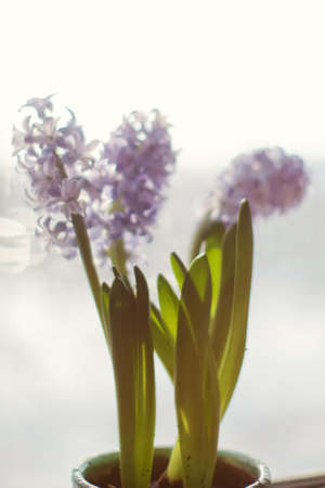 Blue hyacinth flowers at sunlight. Spring flowers in flowerpot on a windowsillの写真素材