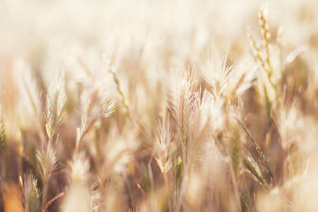 Rye field at sunlight. Background of rye at sunset lightの写真素材