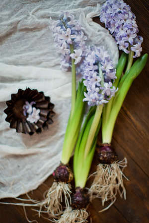 Blue hyacinth flower on a wooden background. Spring flowers gardening, vintage detailsの写真素材