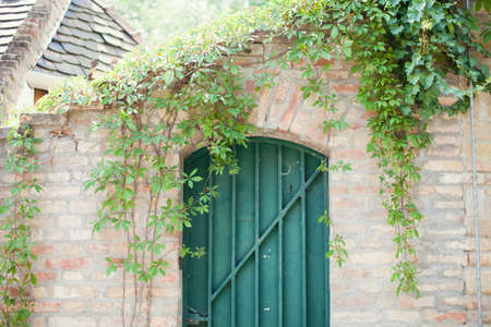 Green metal door and brick wall with green ivy. Vintage door, beautiful entrance to the houseの写真素材