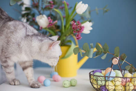 Cute gray cat and colorful Easter eggs in metal basket, beautiful flowers in yellow watering canの写真素材