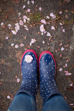 Blue rubber boots with white dots and puddle with pink sacura petals. Spring season, rainwater with flowersの写真素材