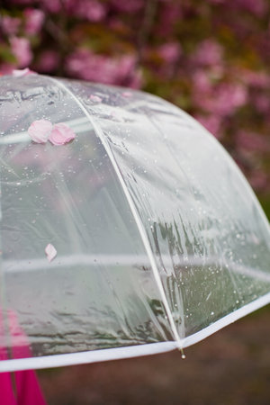 Transparent umbrella with raindrops and pink sacura flower in spring blossom parkの写真素材