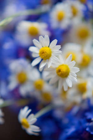 Close up cornflowers and chamomile in straw wicker bag. Summer flowers conceptの写真素材