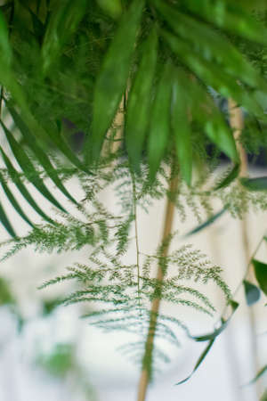 Green exotic jungle palm leaves close upの写真素材