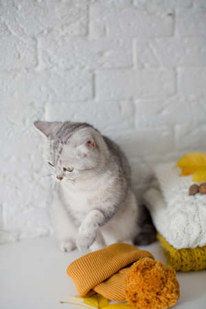 Cute gray cat in orange knit hat sitting near sweaters, autumn flowers and leavesの写真素材