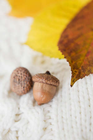 Dry acorns and autumn leaves on a white knit sweater. Cozy autumn conceptの写真素材