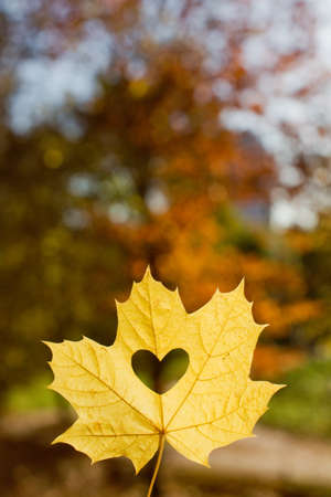 Autumn leaf with heart shape cutting. Fall love conceptの写真素材