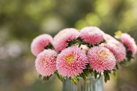 Beautiful bouquet with pink chrysanthemums aster flowers in green vaseの写真素材