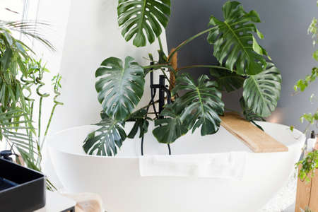 White bathroom with bathtub, green plants, wooden and wicker boho detailsの写真素材