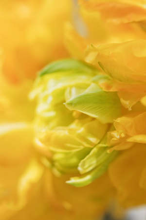 Yellow flower tulip close up. Beautiful flowers, spring holiday concept.の写真素材