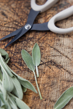 Aromatic green sage leaves herbs at kitchen. Bunch of salvia and garden scissors on a vintage wooden desk close upの写真素材