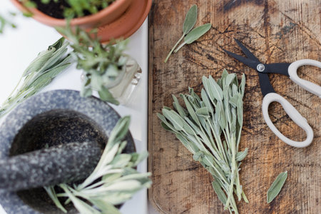Aromatic green sage leaves herbs at kitchen. Bunch of salvia and garden scissors on a wooden desk near stone mortar and pestleの写真素材