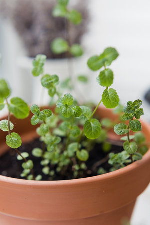 Small fresh green mint in brown clay pot. Aromatic kitchen herbs