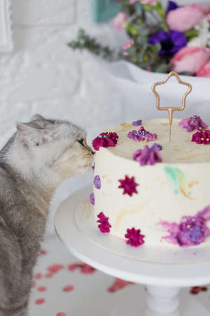Gray cat sniff birthday cake with star sparklers candle on the white cake stand near beautiful bouquet of flowers. happy birthday gift conceptの写真素材