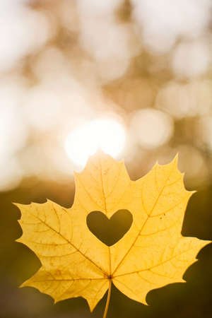 Autumn leaf with heart shape cutting. fall love concept