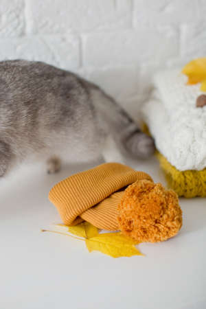Cute gray cat in orange knit hat sitting near sweaters, autumn flowers and leaves