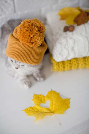 Cute gray cat in orange knit hat sitting near sweaters, autumn flowers and leavesの写真素材
