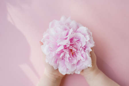 Beautiful pink peony in the childs hands on a pink background with copy spaceの写真素材