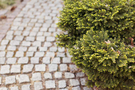 Pavement road and green spruce bush. Ornamental formal garden with road close upの写真素材