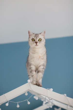 Grey british cat walking on the white childs house shaped bedの写真素材