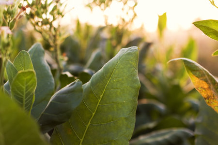 Plantation of green tobacco leaf close up at sunset lightの写真素材