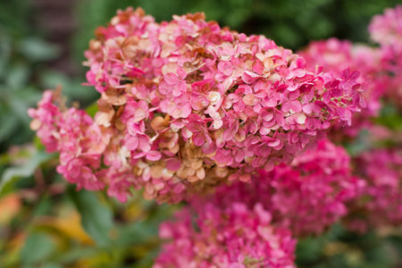 Beautiful pink hydrangea in autumn garden