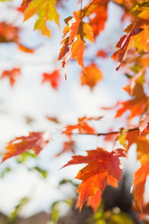 Orange autumn oak tree with bright leaves close up. Fall forest concept