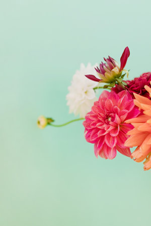 Beautiful bouquet of dahlia flowers close up on a blue background, copy spaceの写真素材