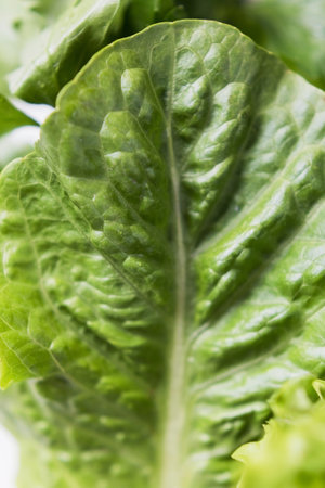 Fresh green romaine lettuce salad close up. Healthy eating, vegan food conceptの写真素材